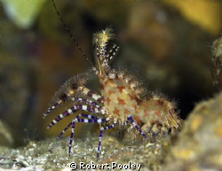 "Saron" Marble Shrimp by Robert Pooley 